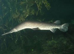 Can A Fish Get Bent? Camera olympus c-5050, Ikelite housi... by Ray Eccleston 
